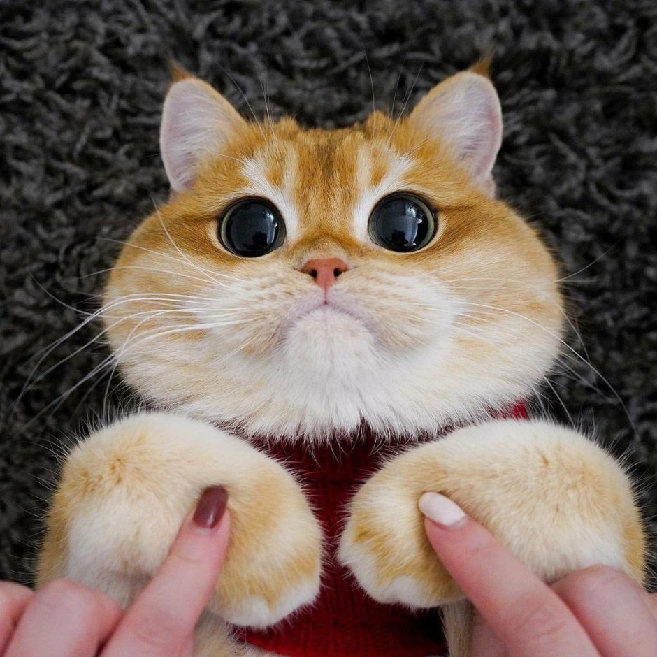 Кот глазастый №3 двойной