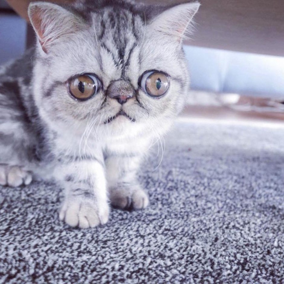 Глазастые кошки породы