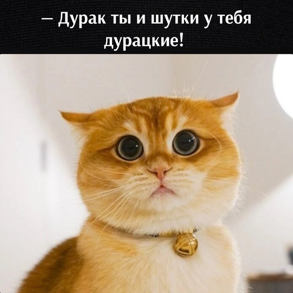 Писко Золотая Британская шиншилла