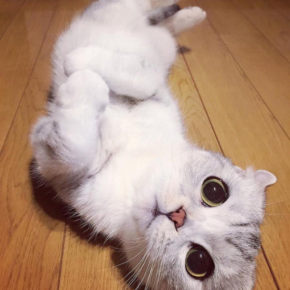 Милый котенок с большими глазами