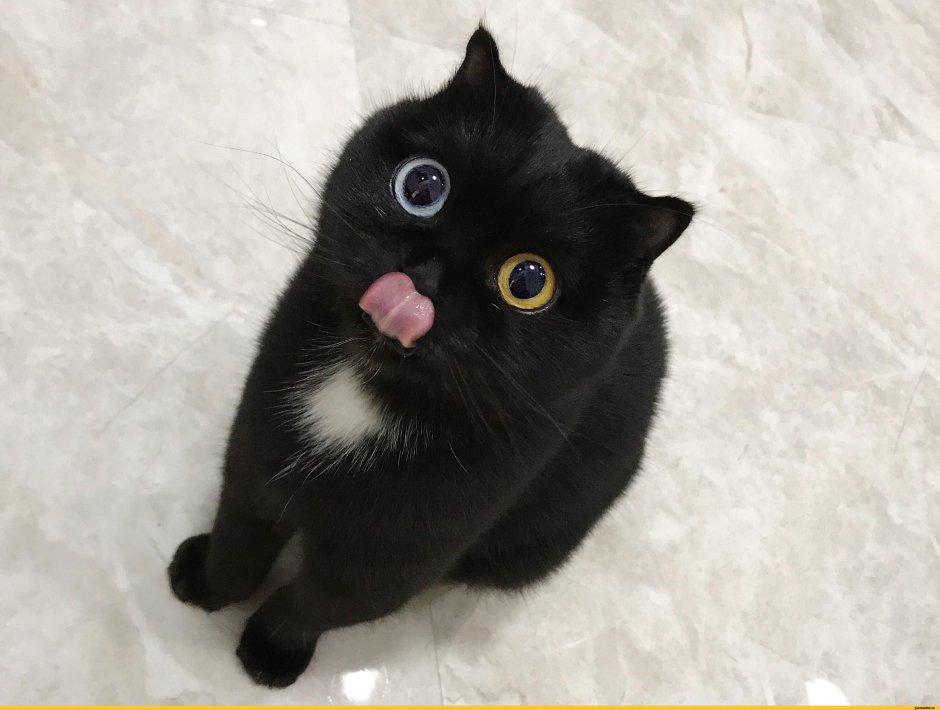 Гетерохромия у кошек чёрных