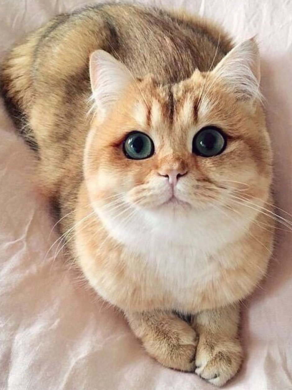 Глазастые кошки породы
