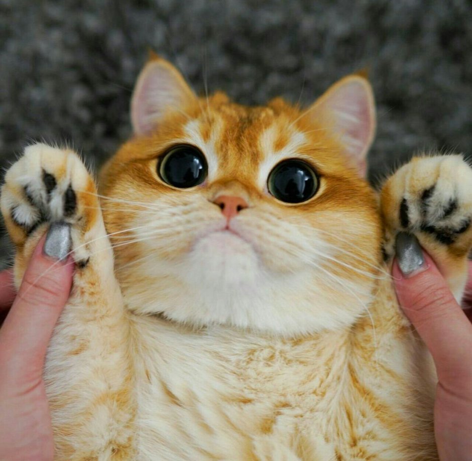 Писко кошка