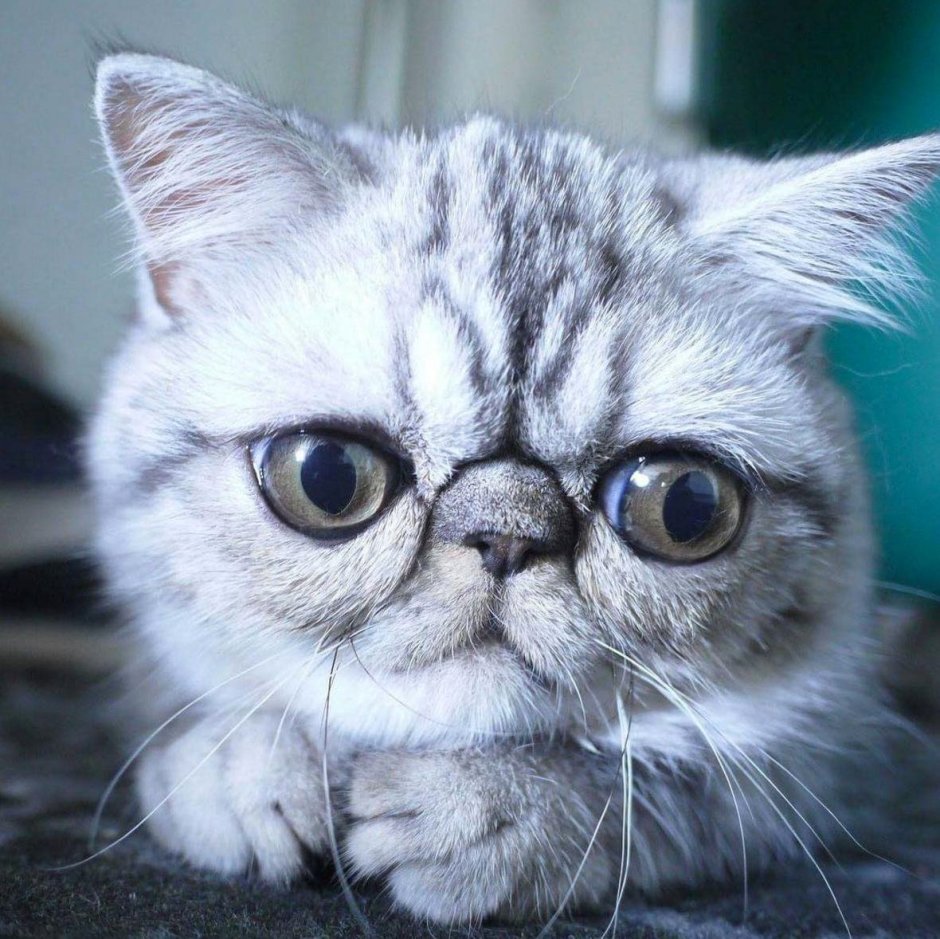 Кот с огромными глазами
