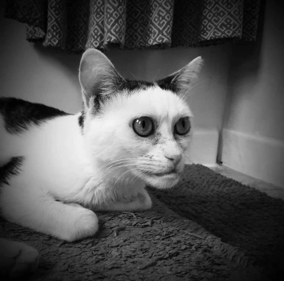 Кошка Марла «Бушеми»