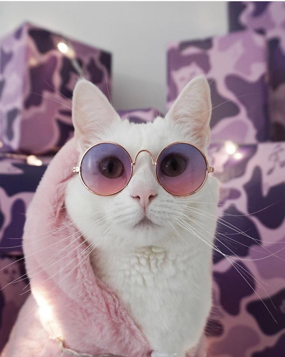 Белый кот в розовых очках