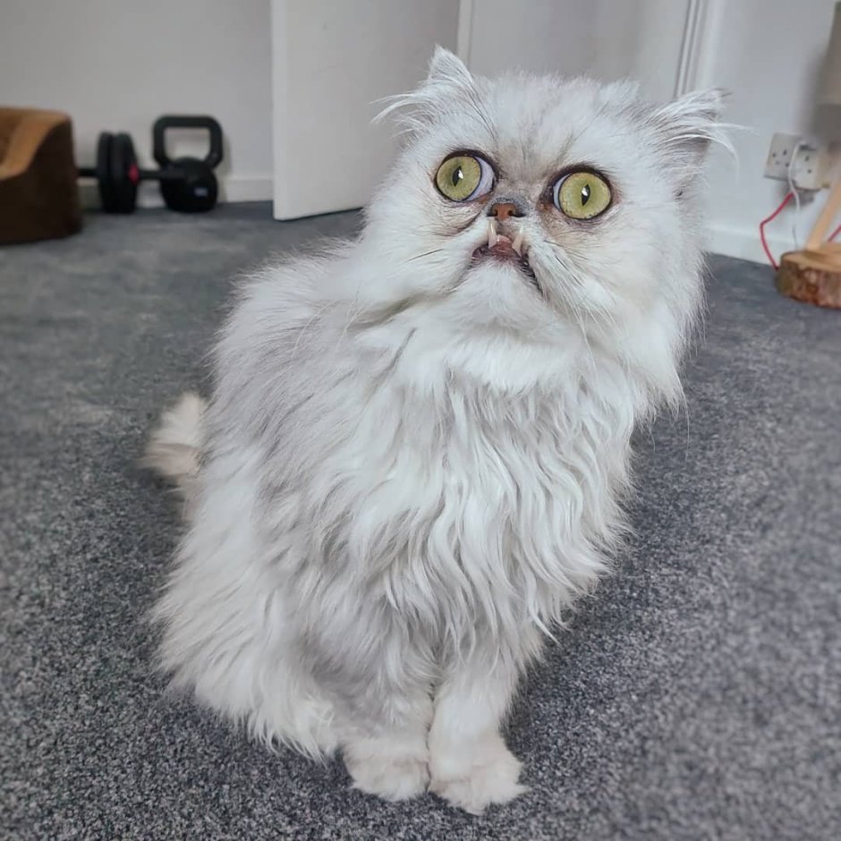 Персидская шиншилла Вилфред