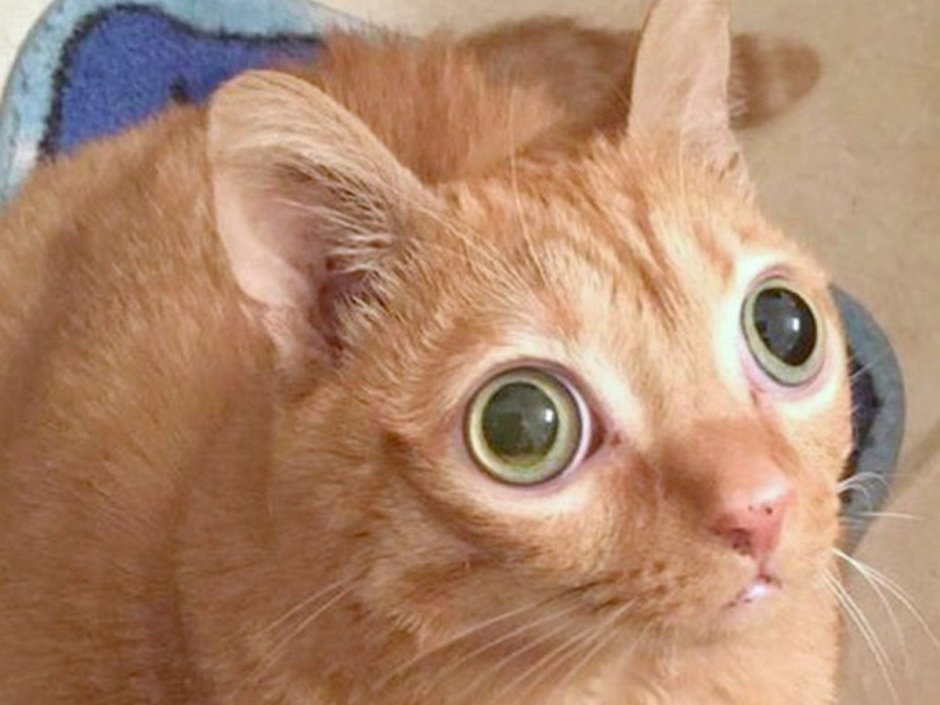Кот с выпученными глазами
