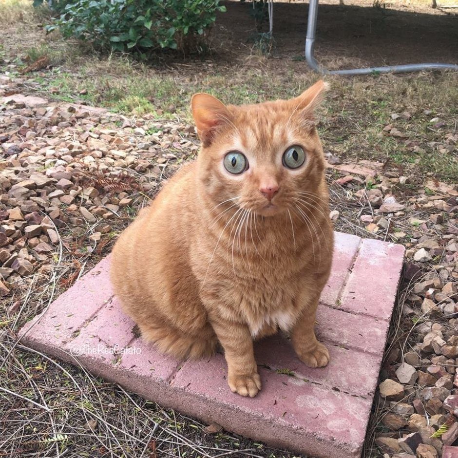 Рыжий кот с выпученными глазами