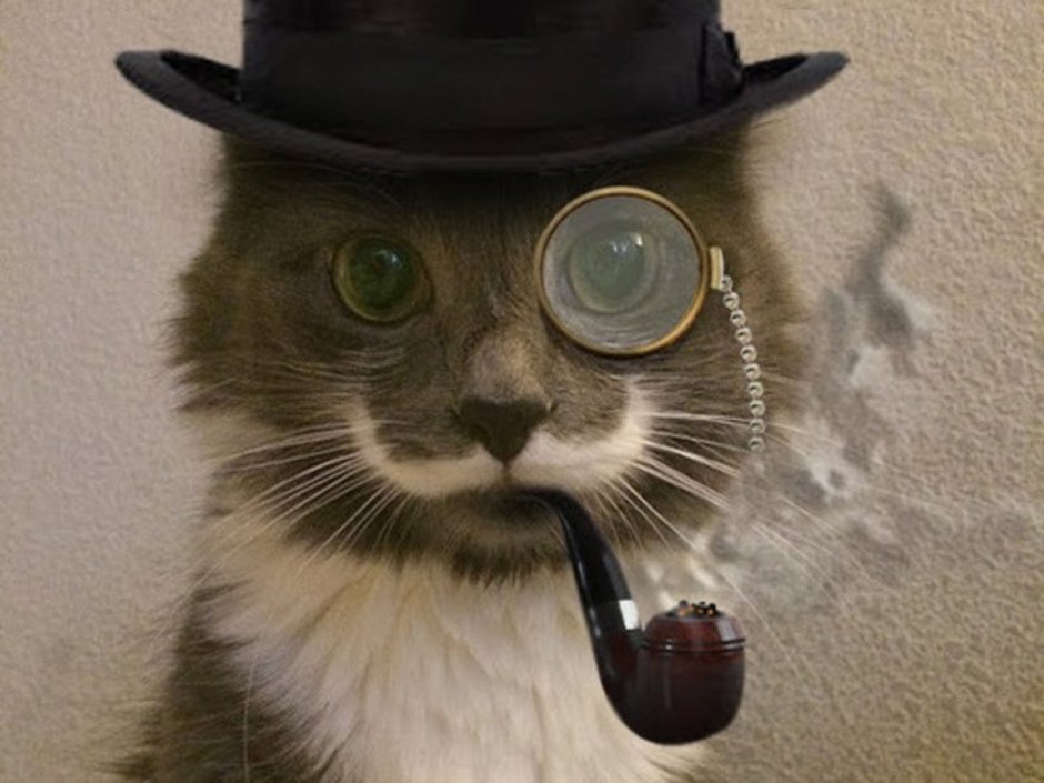 Кот джентльмен