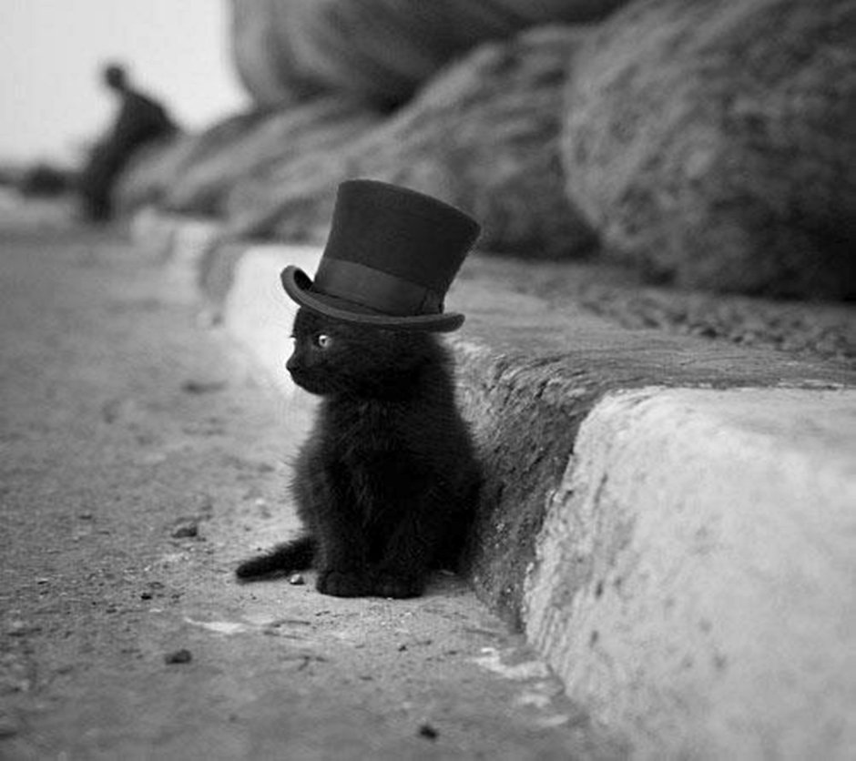 Котенок в шляпке