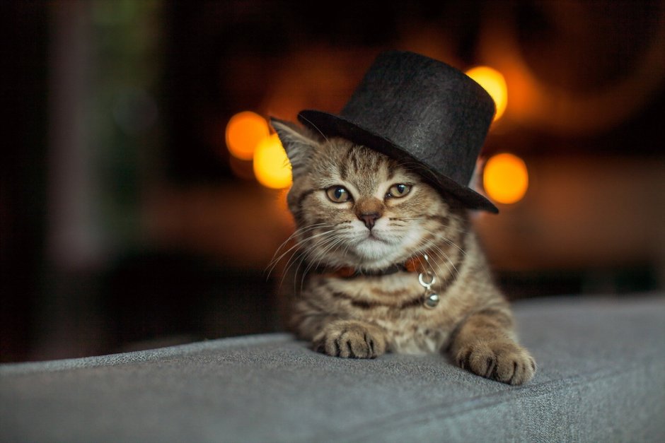 Котик в шляпке