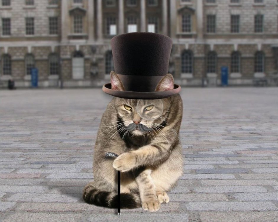 Кот джентльмен
