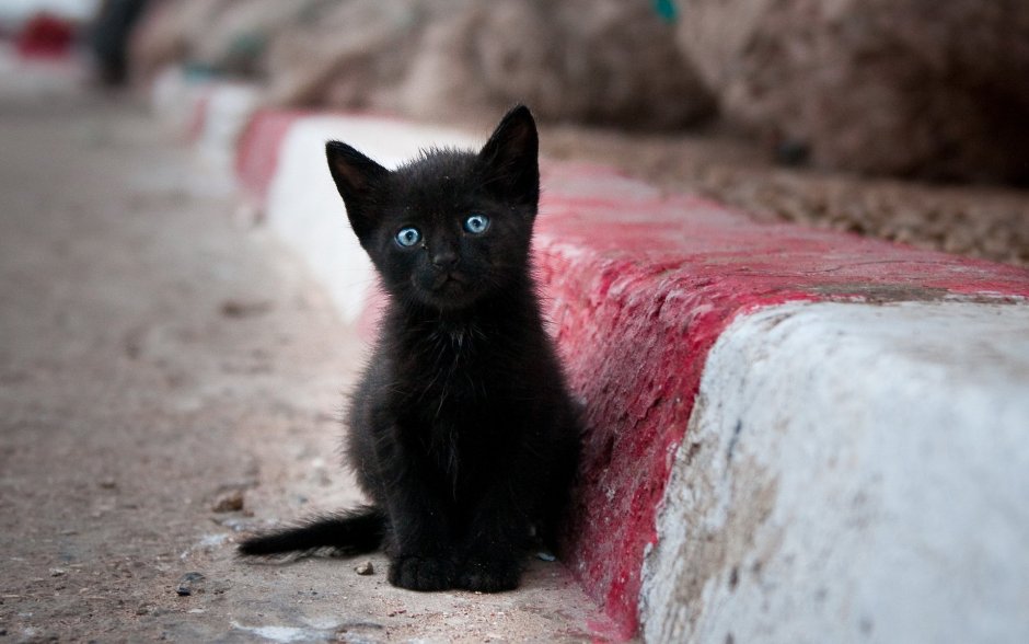 Котик в шляпке в черной