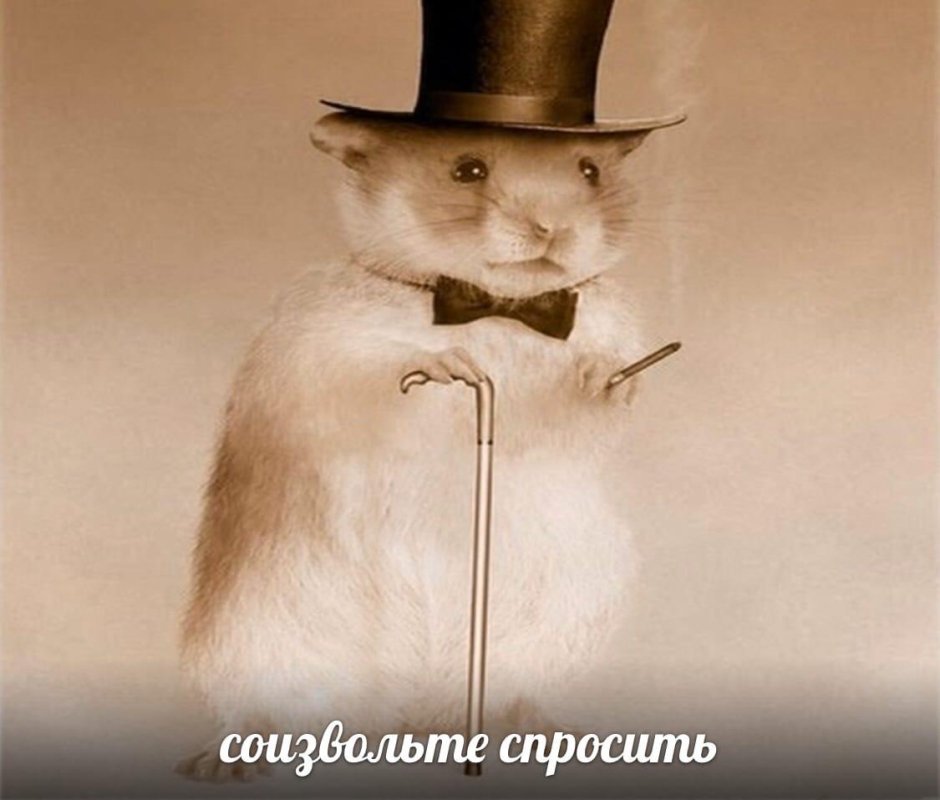 Хомяк в треуголке