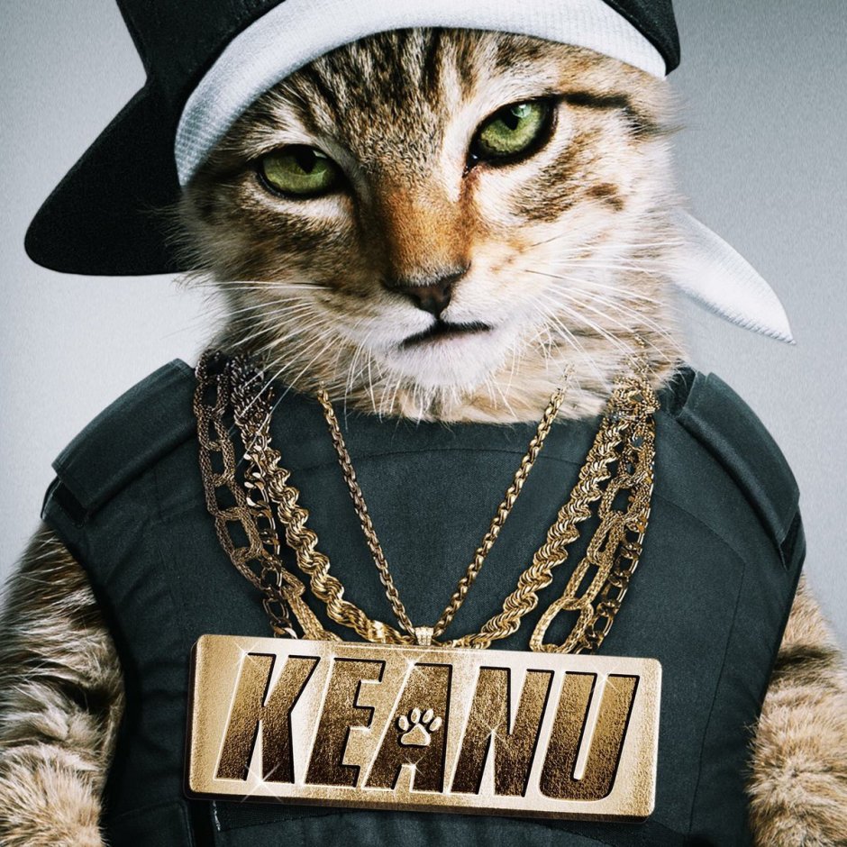 Крутой кот