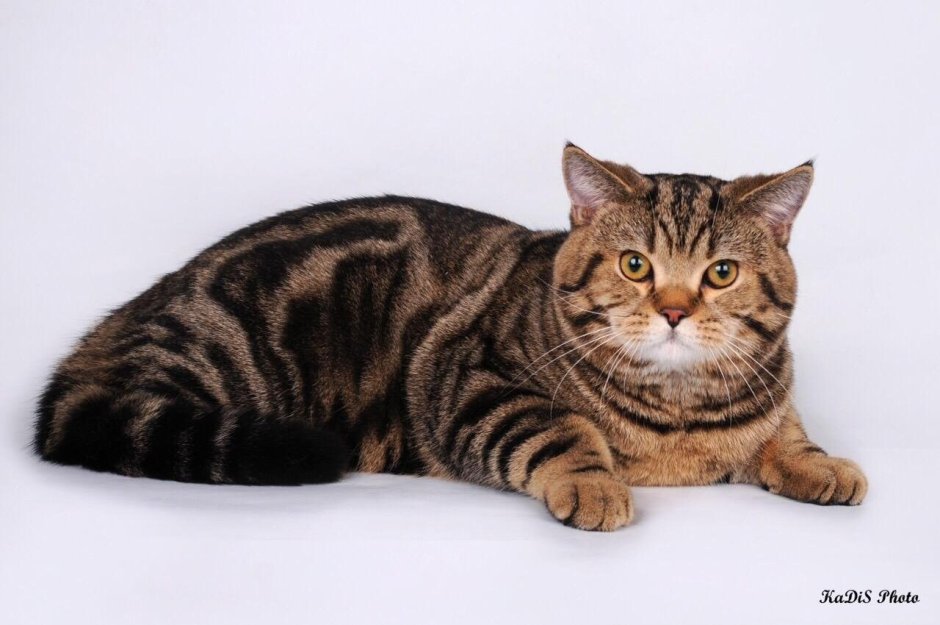 Шотландская прямоухая кошка мрамор