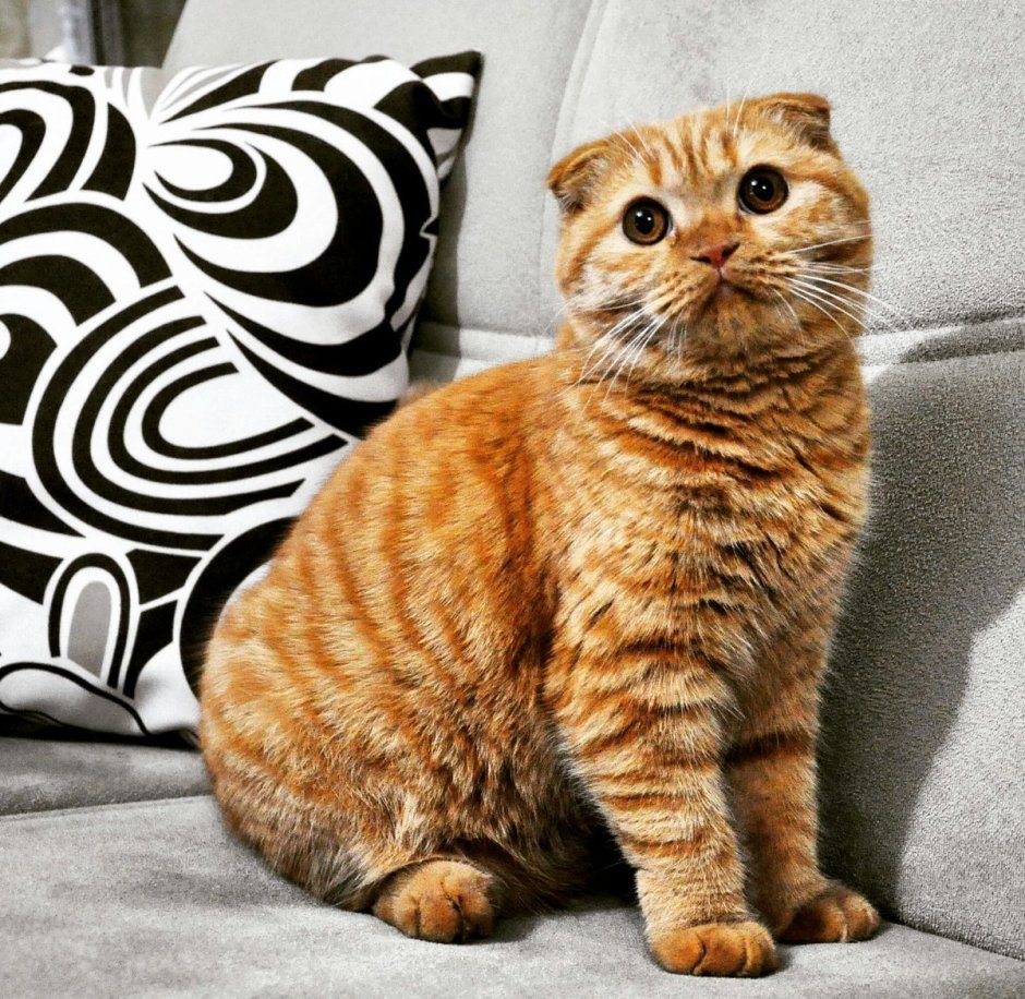 Шотландская вислоухая кошка табби