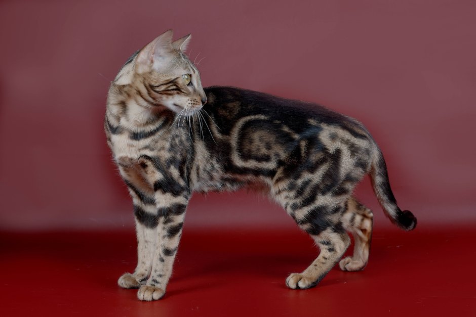 Бенгальская кошка мраморная