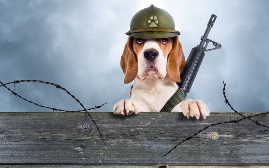 Собака в каске военной