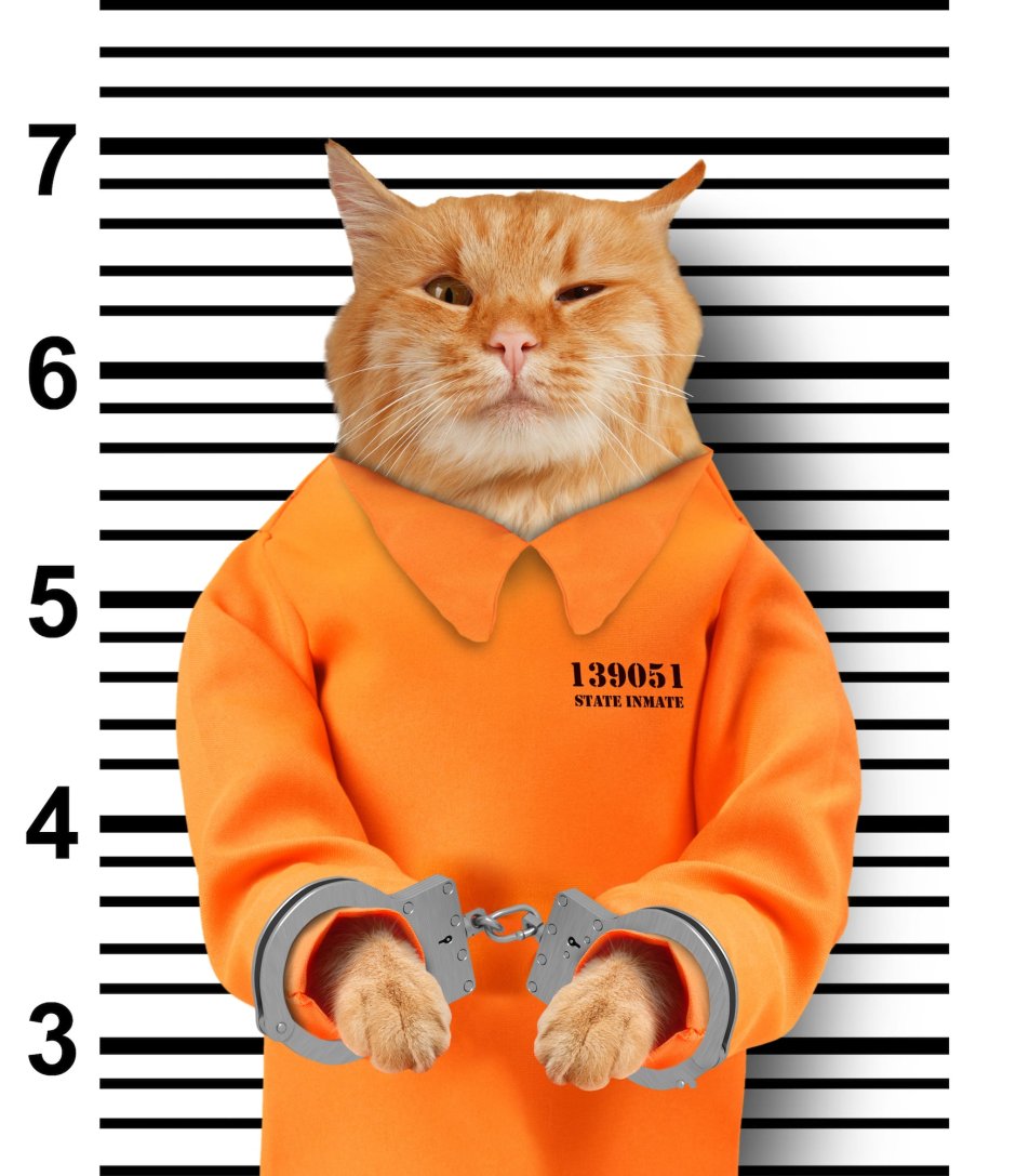 Рыжий кот в тюрьме
