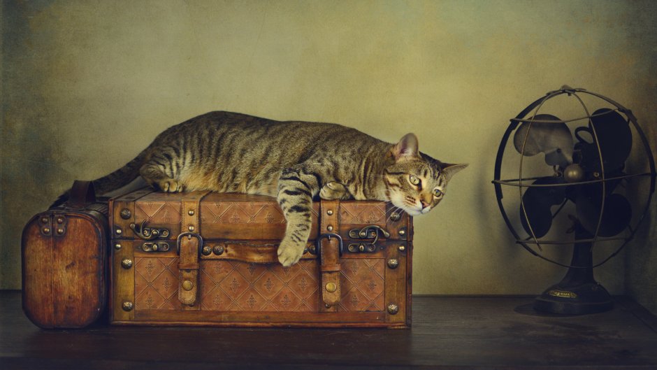 Веселые коты в живописи