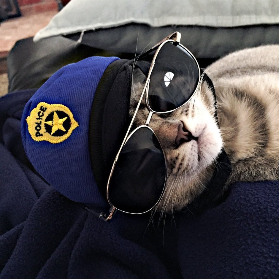 Кот охранник