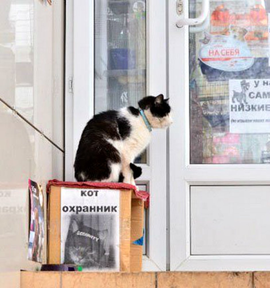 Кошка в ковбойской шляпе арт