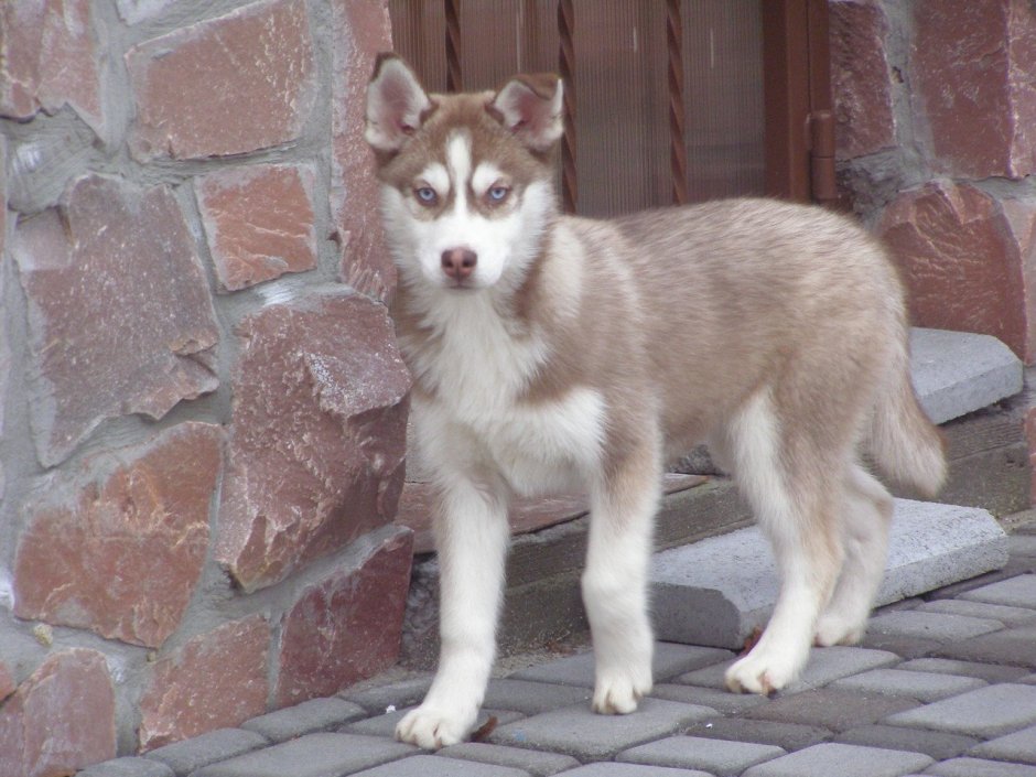 Аляскинский маламут рыжий