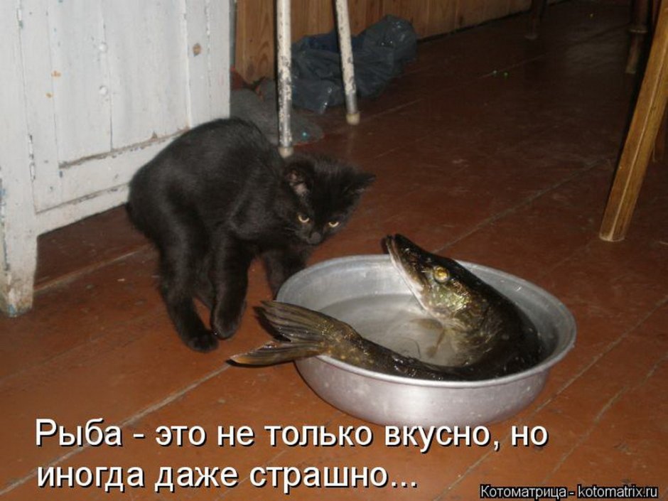 Смешные животные с надписями до слёз