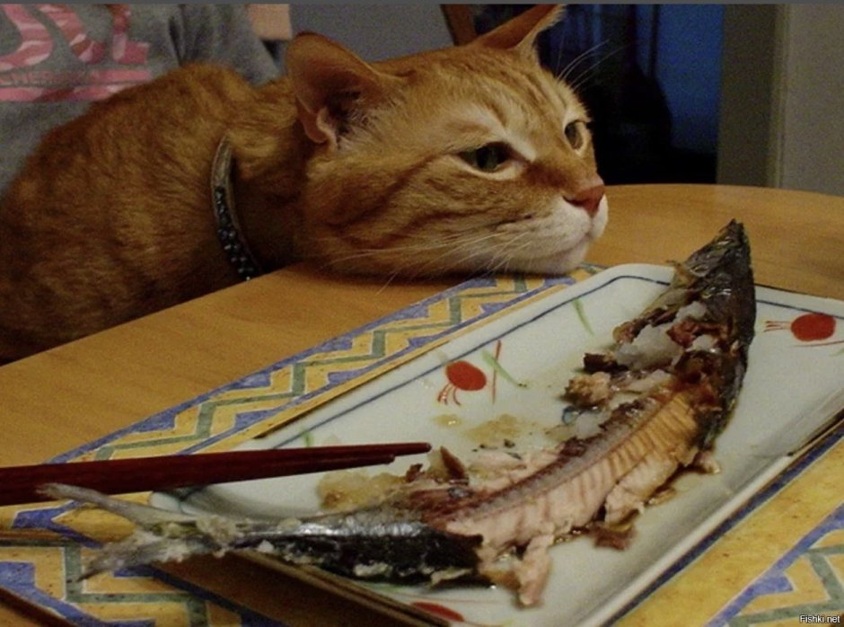 Кот съел рыбу