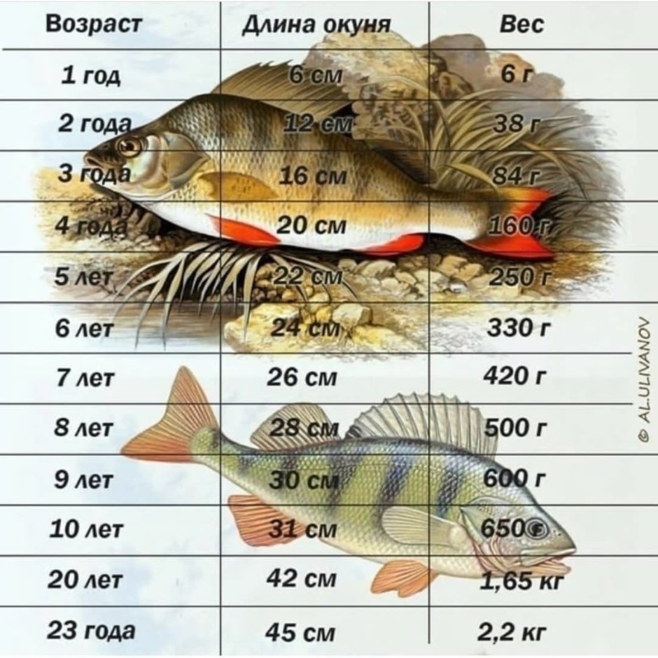 Размер окуня по весу