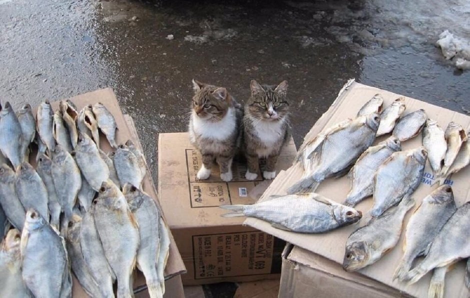 Кот продает рыбу на рынке