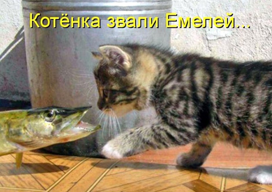 Фото анекдоты про животных
