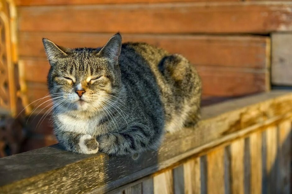Деревенский кот