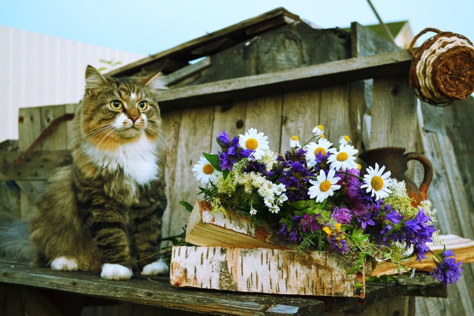 Кот в деревне