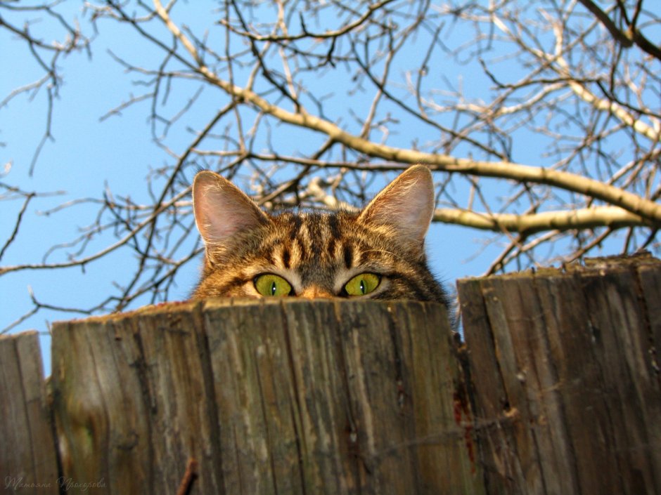 Кот на заборе
