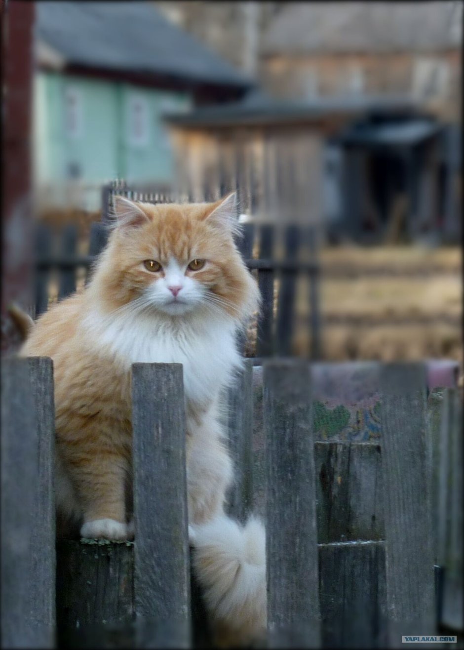 Деревенская кошка