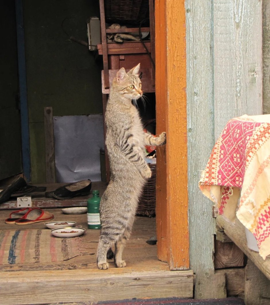 Котики на даче