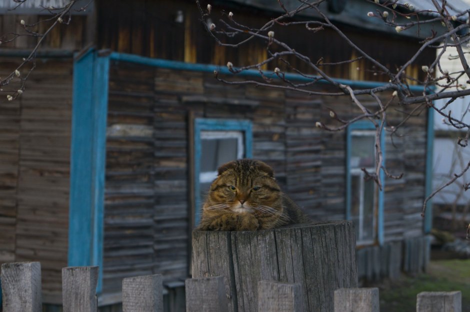 Сибирские кошки в деревне