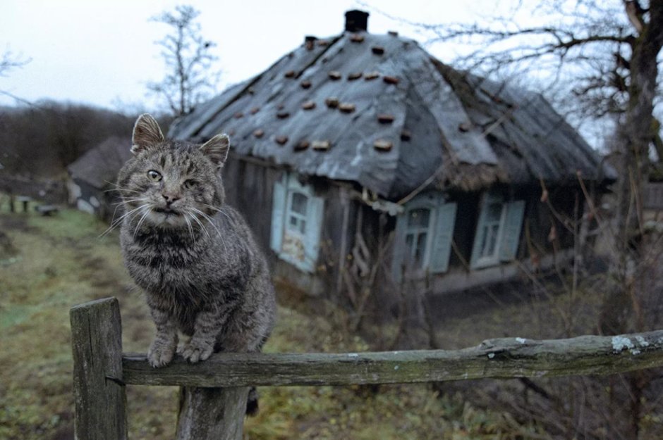 Деревенский кот