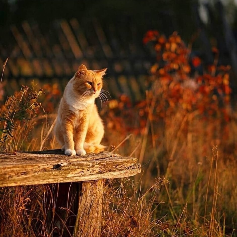 Кот и герань на окне