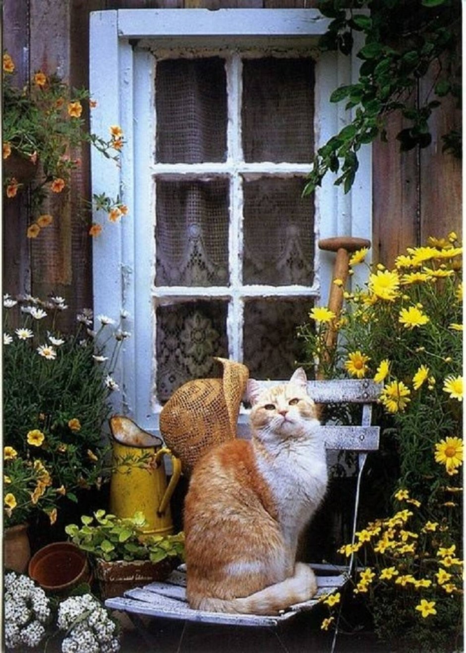 Серый деревенский кот