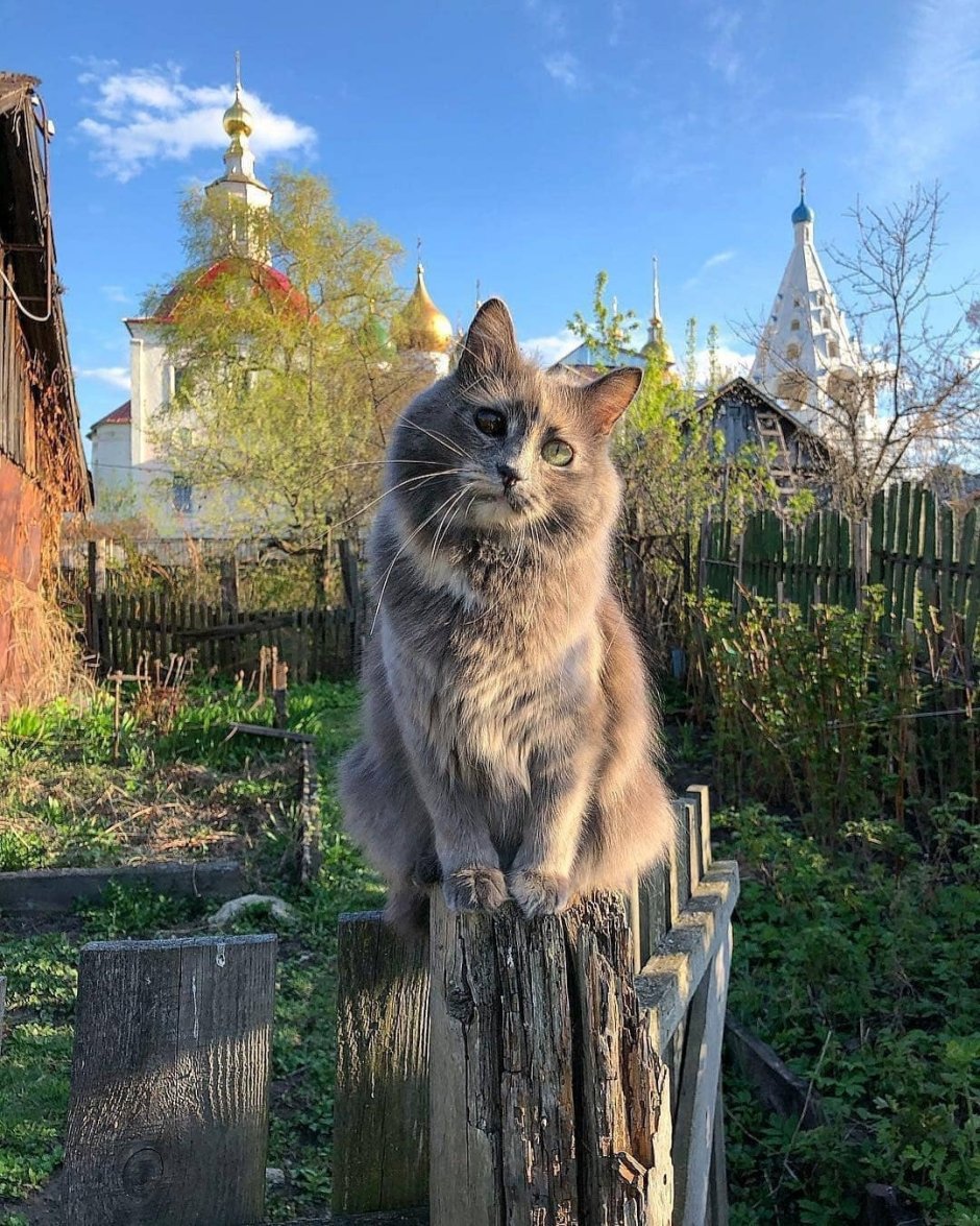 Деревенский красивый кот