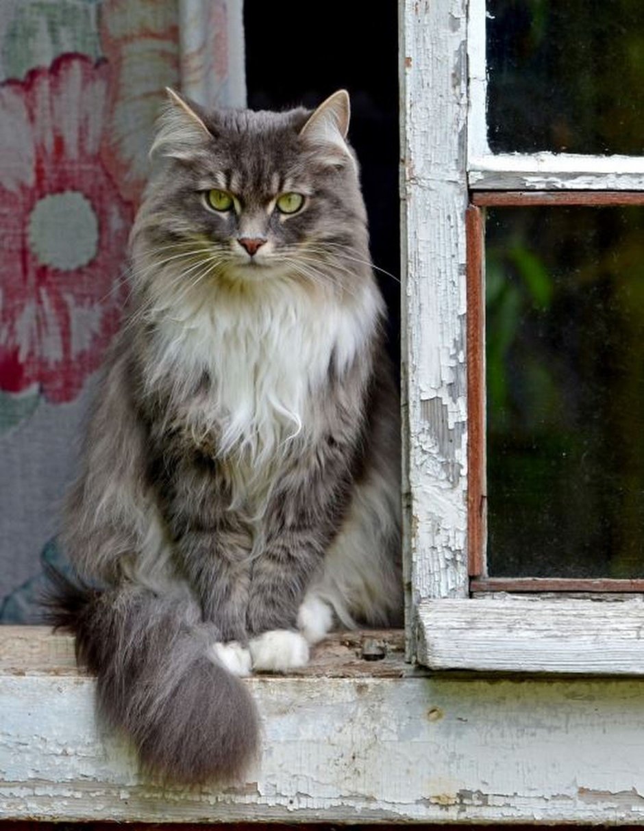 Деревенская кошка