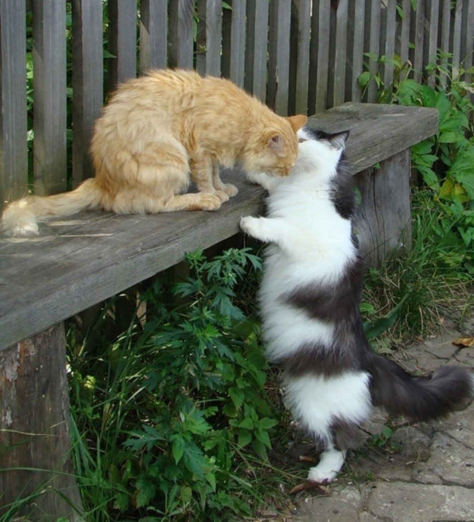 Деревенский кот