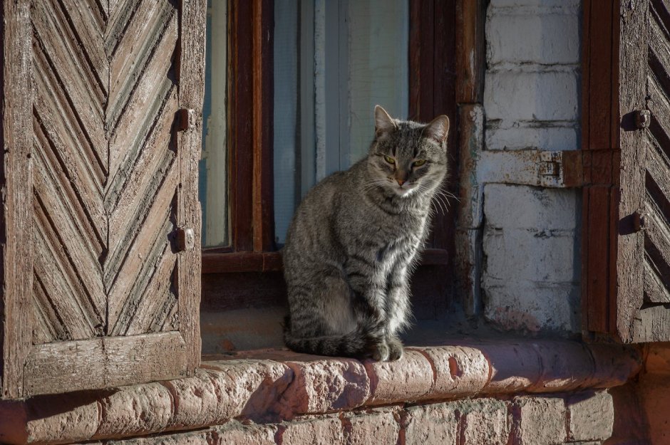 Кошка в избе