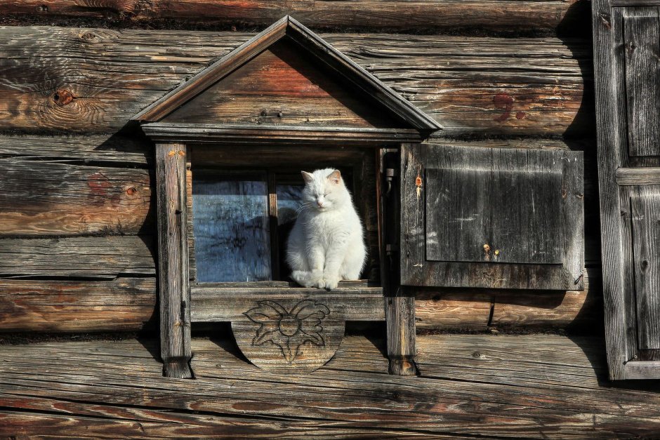 Кошка в поле