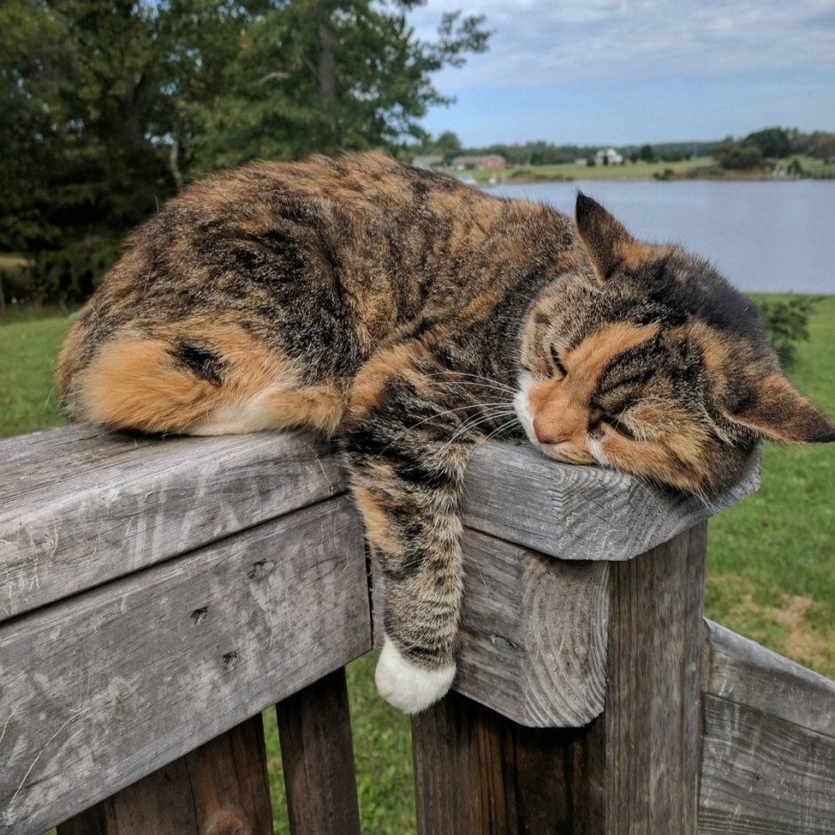 Деревенские котики