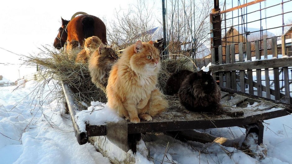 Аниме коты Эстетика